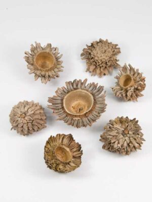 acorn cones voor decoratie