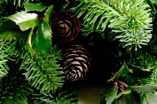 leucadendron-murii-in-zelf-gemaakt-kerststukje